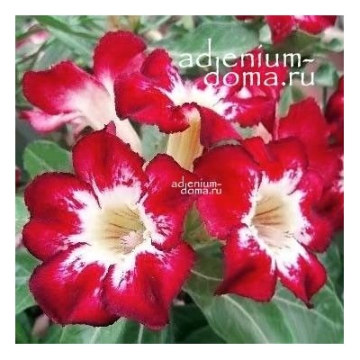 Adenium Obesum Desert Rose FLAME OF LOVE