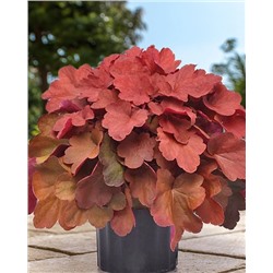 Саженцы Гейхера Карнивал Синнамон Стик, арт.: 74723