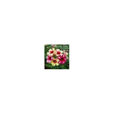 Adenium Obesum Desert Rose SUGAR MAPLE