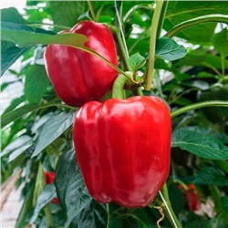 Семена Перец сладкий Квадратто д'Асти красный, арт.: 74361