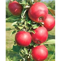 Саженцы Яблоня Червонец, арт.: 73773