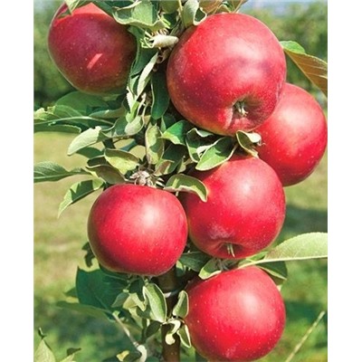 Саженцы Яблоня Червонец, арт.: 73773