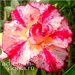 Adenium Obesum Double Flower FORTUNE LOVE