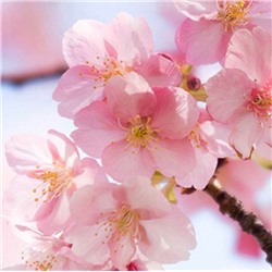 Крем-баттер для тела увлажняющий с Сакурой и Гиалуроновой кислотой SADOER, 180 гр.