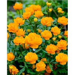 Купальница китайская, арт.: 8941