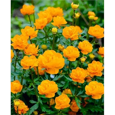 Купальница китайская, арт.: 8941