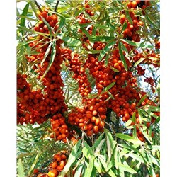 Саженцы Облепиха Воробьевская, арт.: 20373