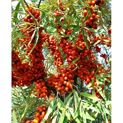 Саженцы Облепиха Воробьевская, арт.: 20373