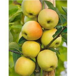 Яблоня Диалог, арт.: 952