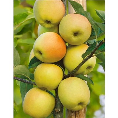 Яблоня Диалог, арт.: 952