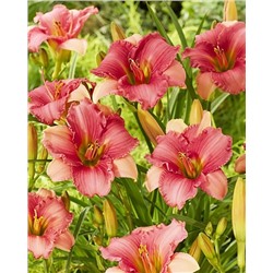 Корни (саженцы) Лилейник Фуксия Чарм, фасовка: 1 саженец, арт.: 74673