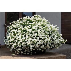 Набор супертуний №2