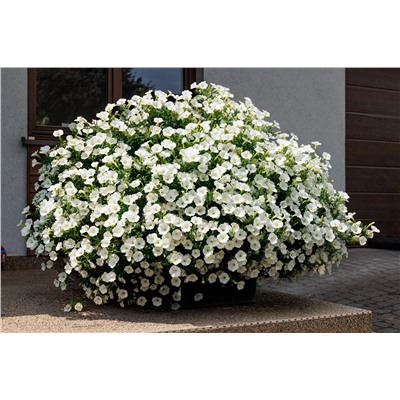 Набор супертуний №2