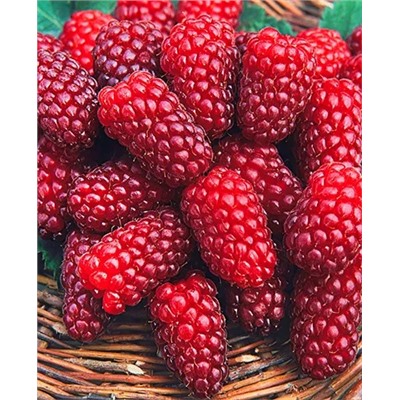 Саженцы Саженцы Ежемалина Тэйберри, арт.: 9520