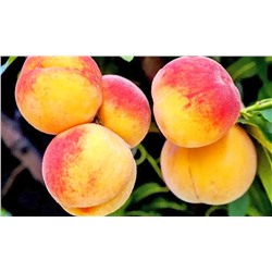 Персик Харрой Даймонд, арт.: 69872