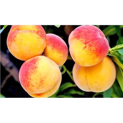 Персик Харрой Даймонд, арт.: 69872