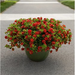 Набор махровых калибрахоа №2