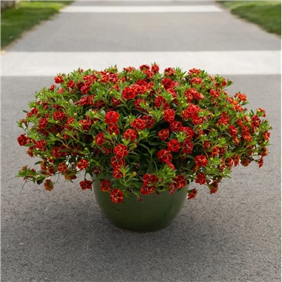 Набор махровых калибрахоа №2