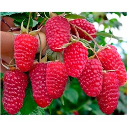 Саженцы Малина ремонтантная Пшехиба, арт.: 75085