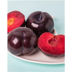 Саженцы Шарафуга Моруснигра, арт.: 74580