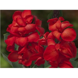 Канна Happy Carmen "Хэппи Кармен"
