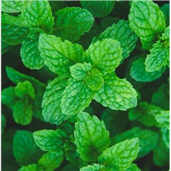 Ополаскиватель для полости рта со вкусом мяты Sadoer, 1 стик 10 мл.