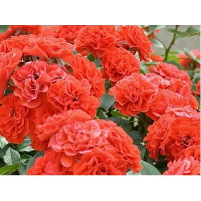 Orange Meillandina "Оранж Мейландина"
