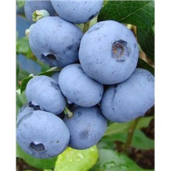 Саженцы Голубика Пуру, арт.: 73178