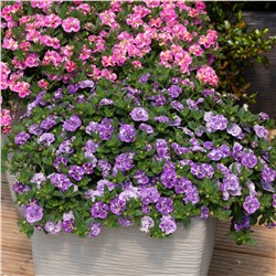 Набор махровых калибрахоа №1