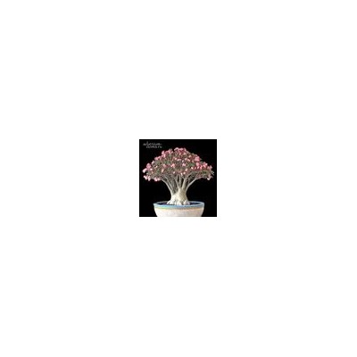 Adenium Arabicum RCN