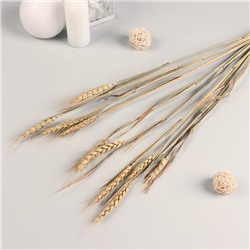 Сухоцветы «Пшеница», h=60 см, набор 10 шт., бежевые