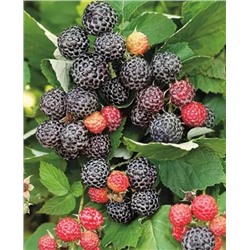 Саженцы Саженцы Малина Кумберленд, арт.: 20377