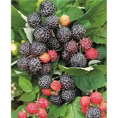 Саженцы Саженцы Малина Кумберленд, арт.: 20377