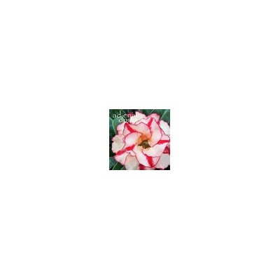 Adenium Obesum Double Flower SUMMER LOVE