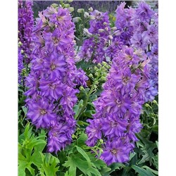 Корни (саженцы) Дельфиниум Дельджиниус Бризин, арт.: 74703