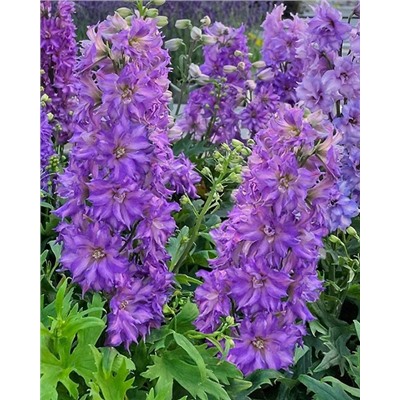 Корни (саженцы) Дельфиниум Дельджиниус Бризин, арт.: 74703