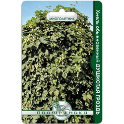 Хмель обыкновенный Душистая гроздь