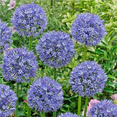 Allium Azureum "Лук декоративный Азуреум" 5шт