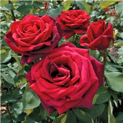 Саженцы Роза чайно-гибридная Мистер Линкольн, арт.: 75300