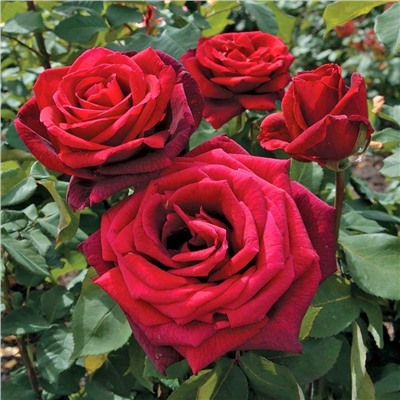 Саженцы Роза чайно-гибридная Мистер Линкольн, арт.: 75300