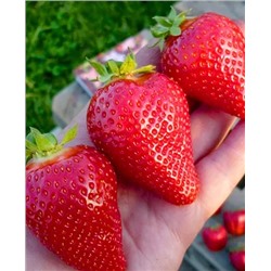 Саженцы Клубники (Земляники) садовой Клери, арт.: 11002