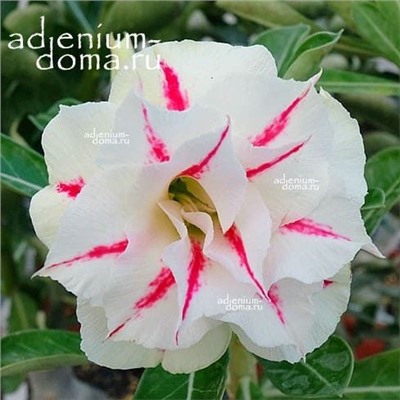 Adenium Obesum Double Flower NEW-98