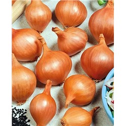 Лук семейный (шалот) Рыжик, арт.: 4526