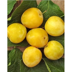 Саженцы Слива Белая медовая, арт.: 74554