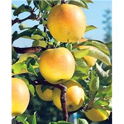 Саженцы Яблоня Медок, арт.: 73771