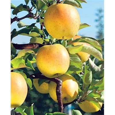 Саженцы Яблоня Медок, арт.: 73771