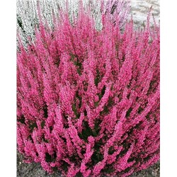 Вереск обыкновенный Афродита, арт.: 73265