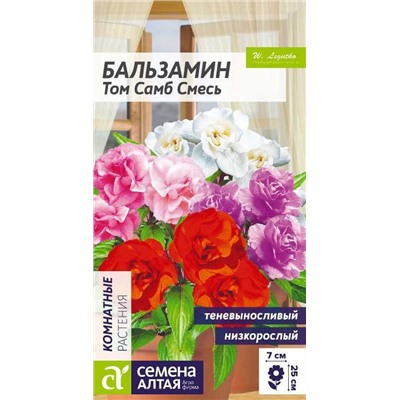 Бальзамин Том Самб комнатный