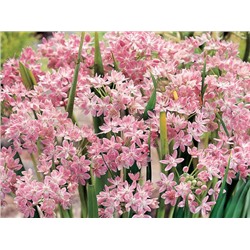 Allium Roseum "Лук декоративный Розеум" 5шт