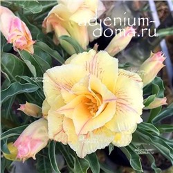 Adenium Obesum Double Flower HOANG HANH
